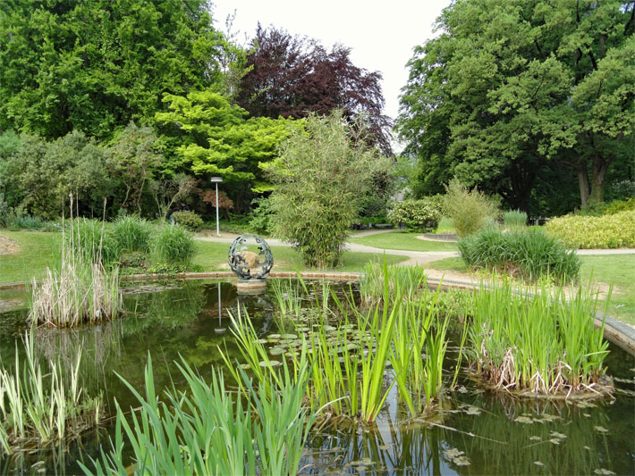 Gartenteich mit Schilf im Kübel