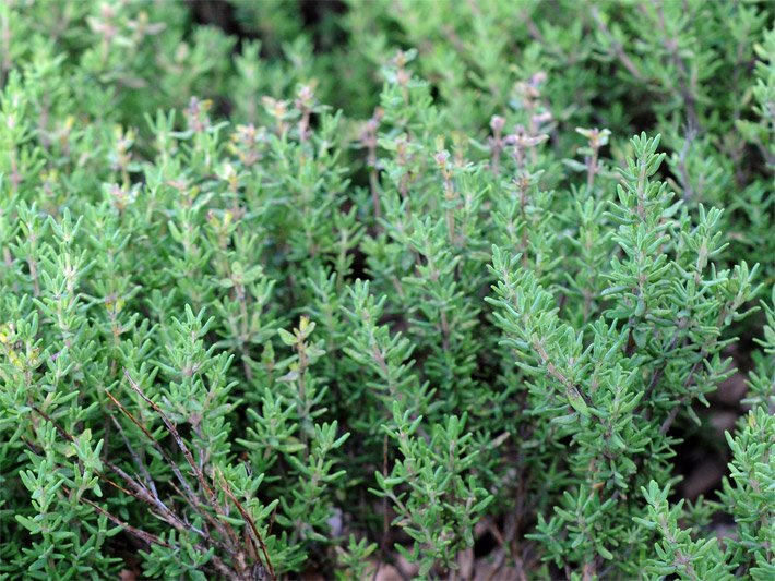 Gartenthymian oder Echter Thymian mit blass-dunkelgrünen Blättern