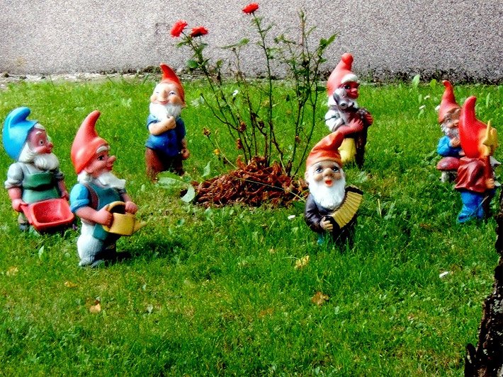 Gartenzwergsammlung auf einer Wiese um einen jung-gepflanzten roten Rosenstock herum angeordnet mit klassischen Motiven wie mit Schubkarre, mit Gießkanne oder als Gärtner und modernen Motiven mit Ziehharmonika, mit Reh oder mit Pilz