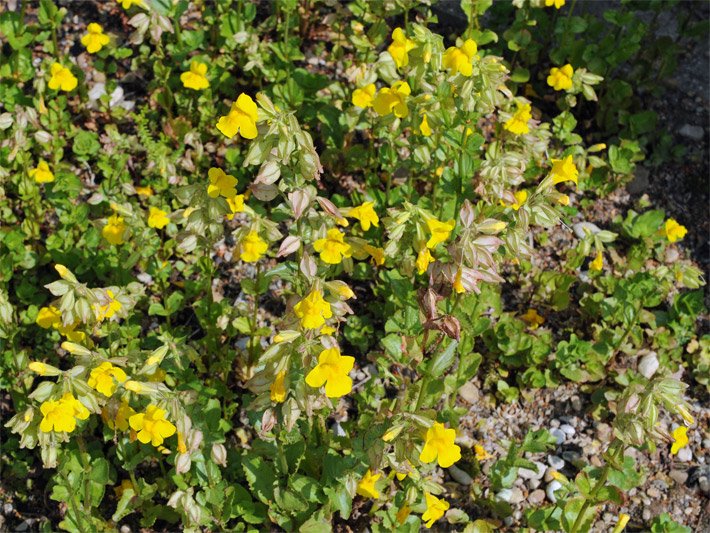 Gelb blühende Gewöhnliche Gauklerblumen, botanischer Name Mimulus guttatus, an einem Bach-Ufer