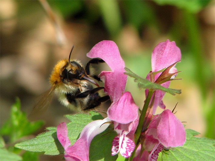 Lippenblüten mit rosa Blüten-Farbe einer Gefleckten Taubnessel, botanischer Name Lamium maculatum, auf der eine Hummel sitzt im Garten