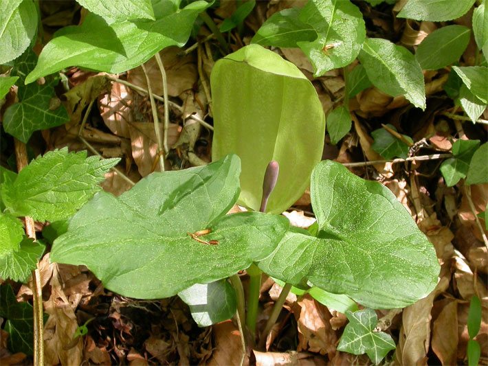 Hell-grüne Blüten mit braunem Kolben von einem Gefleckten Aronstab, botanischer Name Arum maculatum, in einem Laubbaum-Wald