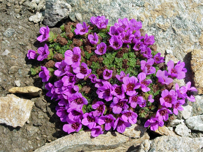 Purpurrot blühender Gegenblättriger Steinbrech, botanischer Name Saxifraga oppositifolia, auf einem Berg-Rasen umgeben von Felsen