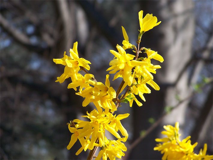 Leuchtend gelbe Blüten einer Forsythie, botanischer Name Forsythia, die Art ist unbekannt