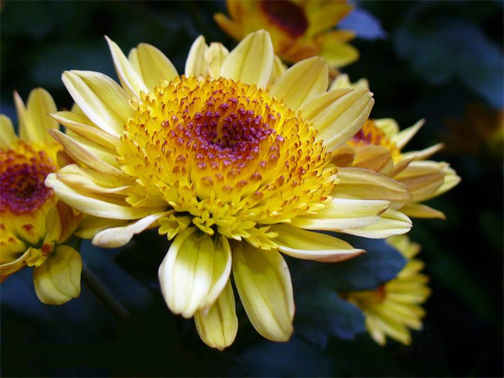 Gelbe Blüte einer Garten-Chrysantheme, botanischer Name Chrysanthemum x grandiflorum oder Dendranthema x grandiflorum