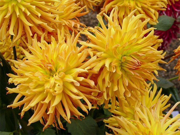 Gelb-orange blühende Garten-Dahlien, botanischer Name Dahlia x hortensis, in einem Blumenbeet