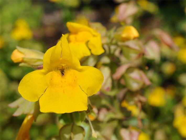 Lippenblüte mit gold-gelber Blüten-Farbe einer Gewöhnlichen Gauklerblume im Garten, botanischer Name Mimulus guttatus, bei welcher der Kroneneingang durch die Lippenblüten bis auf einen schmalen Spalt verschlossen wird