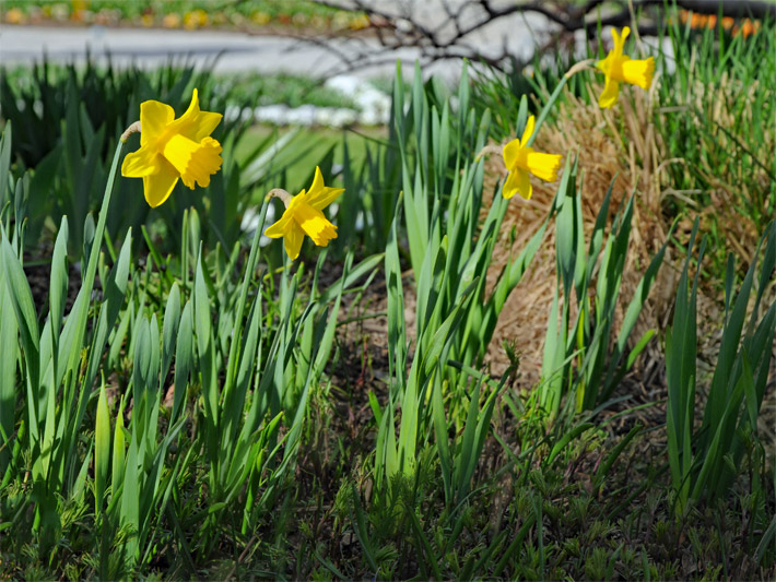 Gelbe Narzissen oder Osterglocken, botanischer Name Narcissus pseudonarcissus, mit Glockenblüten in einem Blumenbeet