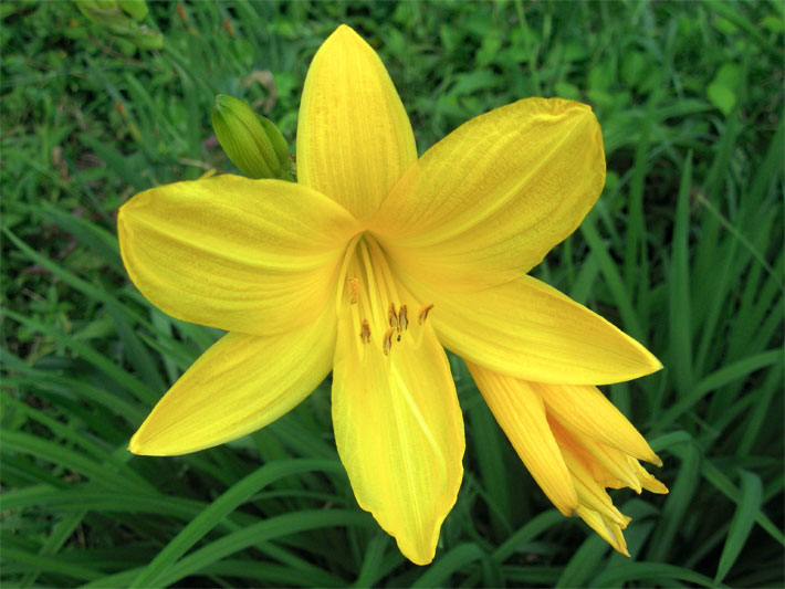 Gelb blühende Gelben Taglilie, botanischer Name Hemerocallis lilioasphodelus, auf einer Garten-Wiese