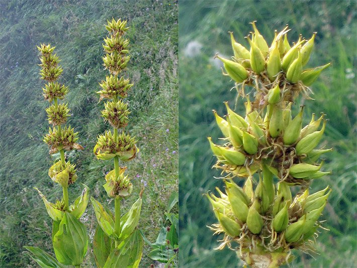 Blühender Gelber Enzian, einmal mit Totale der gesamten Pflanze und einmal mit Detailaufnahme der Blüten