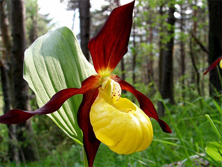 Gelbe Kessel-/Kesselfallen-Blüte von einem Europäischen oder Gelben Frauenschuh, botanischer Name Cypripedium calceolus