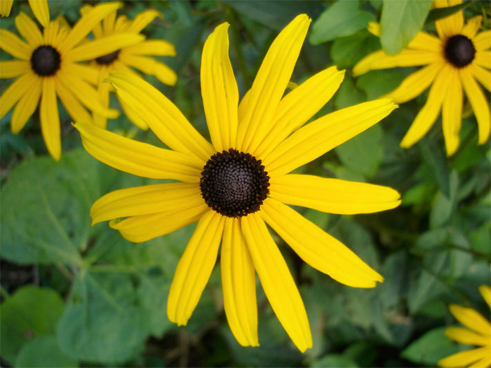 Gelbe Zungenblüten und Körbchen-Blüte mit braun-schwarzen Röhrenblüten von einem Gewöhnlichen / Gelben Sonnenhut, botanischer Name Rudbeckia fulgida