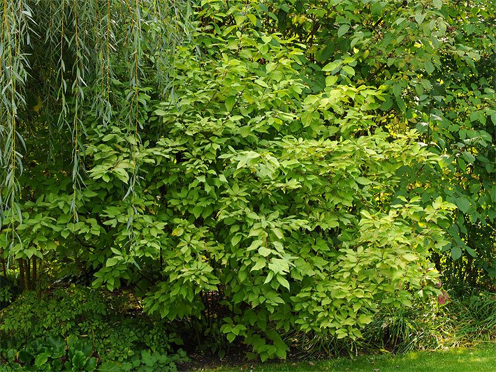 Gelblaubiger Hartriegel der Sorte Aurea, botanischer Name Cornus alba, im Garten