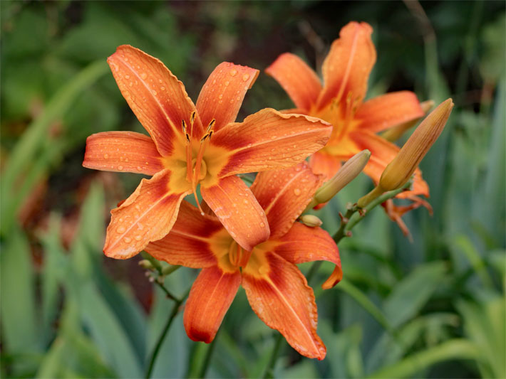 Drei blühende Gelbrote bzw. Braunrote Taglilien, botanischer Name Hemerocallis fulva, mit zwei noch nicht geöffneten Blüten