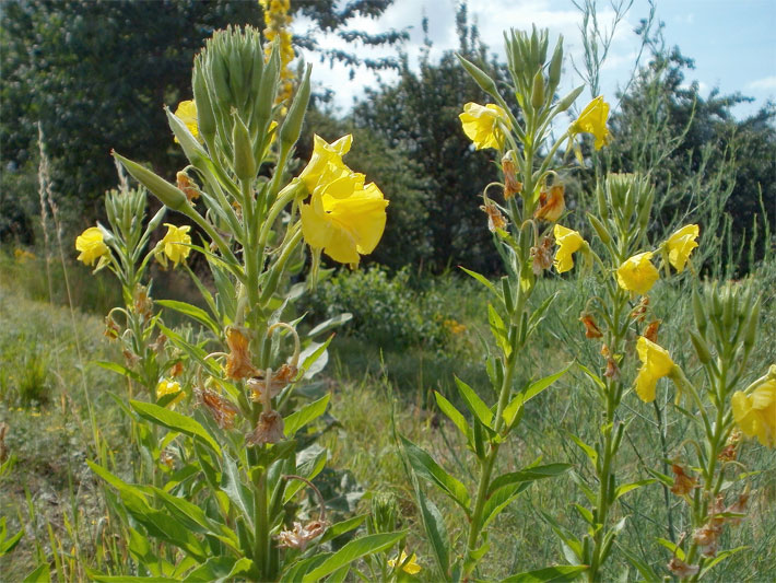 Gelbe Blüten von mehreren Gemeinen Nachtkerzen, botanischer Name Oenothera biennis, im Garten