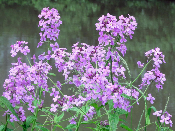 Violette blühende Gemeine Nachtviole, botanischer Name Hesperis matronalis, am Rand von einem großen Garten-Teich