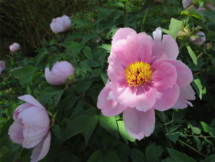 Pink-/rosa-farben blühende Gemeine / Echte Pfingstrose, botanischer Name Paeonia officinalis, mit gelben, mittigen Staubblättern