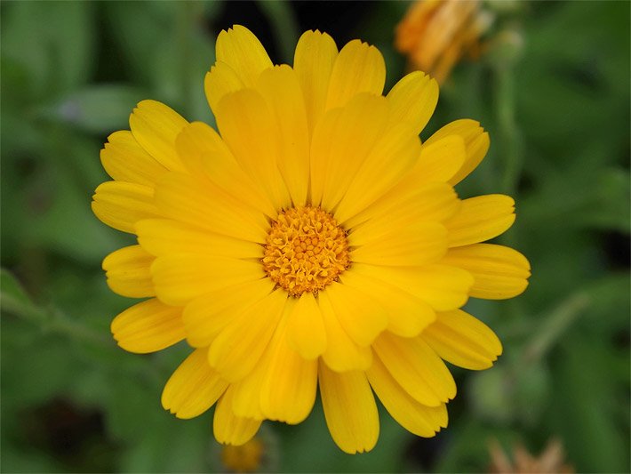 Gemeine Ringelblume mit dottergelber Blüte