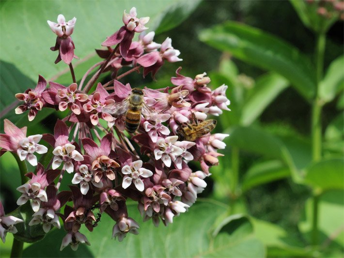 Blass-purpurfarbene Klemmfallenblüten einer Gemeinen Seidenpflanze, botanischer Name Asclepias syriaca, mit zwei Bienen