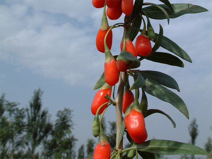 Orange-rote Früchte von einem Gemeinen Bocksdorn