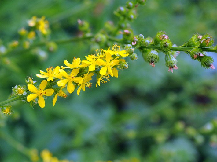 Nektar-haltige Scheibenblüten mit gelber Blüten-Farbe von einem Gemeinen Odermennig, botanischer Name Agrimonia eupatoria