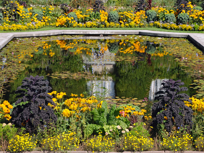 Ziergarten mit Gemüse als Bepflanzung von einem Garten-Teich mit einem Gelbstieligen Mangold (Beta vulgaris ssp.vulgaris 'Bright Yellow') und einem Rotblättrigen Grünkohl (Brassica oleracea var. sabellica 'Redbor') sowie Sonnenhut (Rudbeckia fulgida)