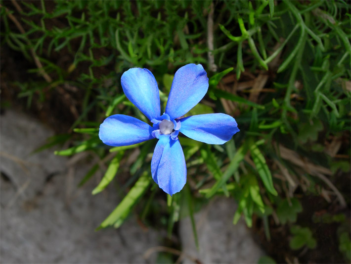 Hellblaue bis blaue Blüte von einem Bayerischen Enzian, botanischer Name Gentiana bavarica, auf einer Felsen-Wiese in den Bergen