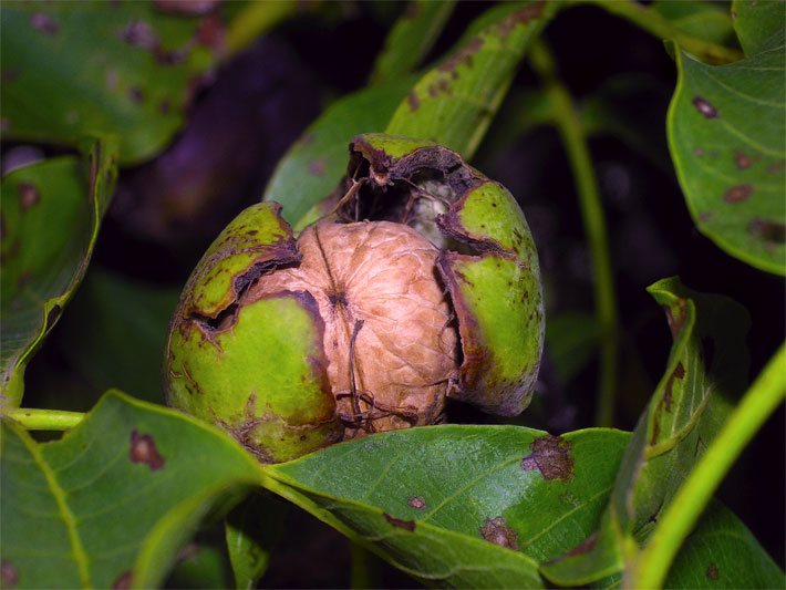 Geöffnete, reife Nussfrucht einer Echten Walnuss