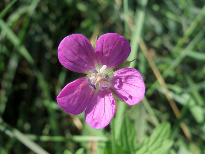 Violette Blüte von einem Sumpf-Storchschnabel, botanischer Name Geranium palustre