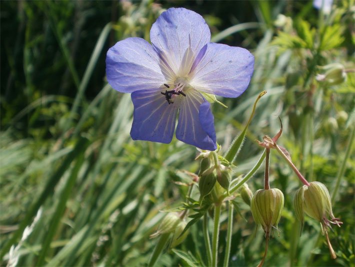 Nektar-haltige Scheibenblüte mit blau-violetter Blüten-Farbe von einem Wiesen-Storchschnabel, botanischer Name Geranium pratense