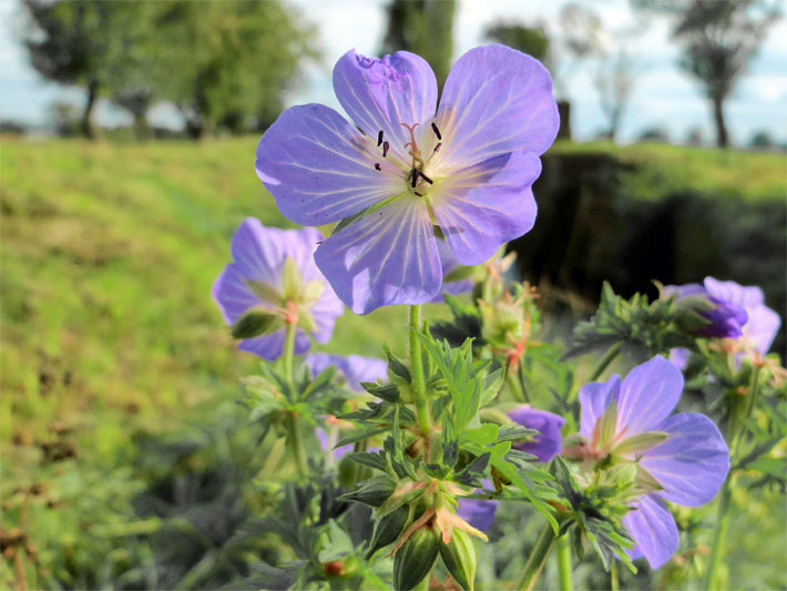 Blau-violett blühender Wiesen-Storchschnabel, botanischer Name Geranium pratense, auf einer Wiese