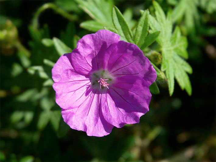 Nektar-haltige Schalenblüte mit rot-violetter Blüten-Farbe von einem Blutroten Storchschnabel, botanischer Name Geranium sanguineum