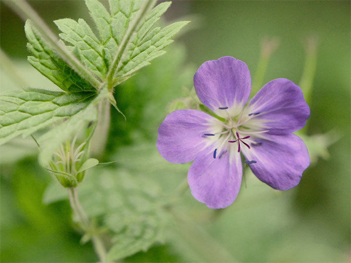 Blau-violette Blüte von einem Wald-Storchschnabel, botanischer Name Geranium sylvaticum