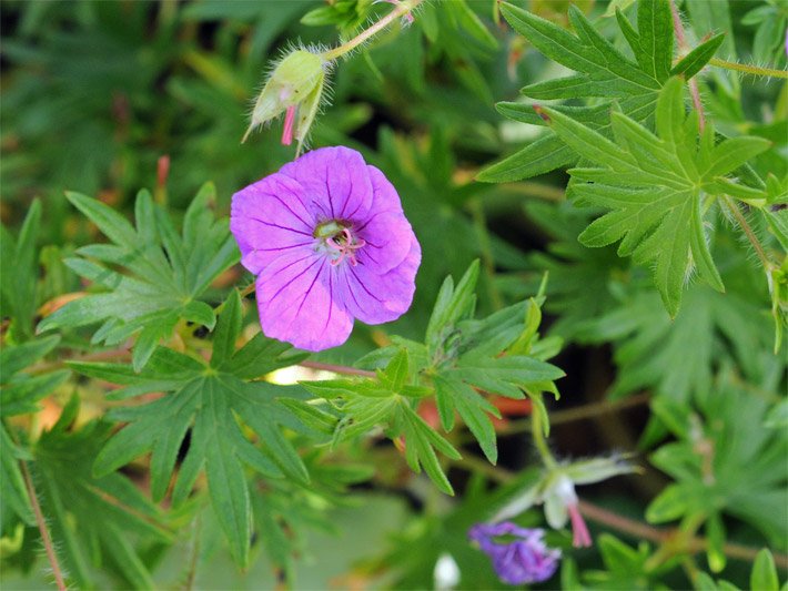 Violett blühender Blutroter Blut-Storchschnabel, botanischer Name Geranium sanguineum, der Sorte Vision Violet, auf dem Balkon