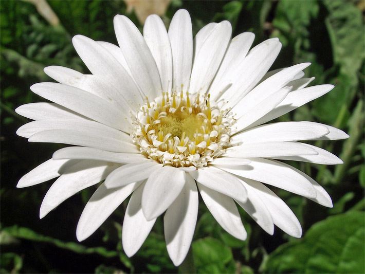 Weiß blühende Gerbera der Sorte Drakensberg White als Trauerblume für den Friedhof
