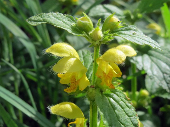 Gelb blühende Gewöhnliche Goldnessel, botanischer Name Lamium galeobdolon, mit Lippen-Blüten, oranger Zeichnung auf den Unterlippen und grünen Blättern auf einer Wiese