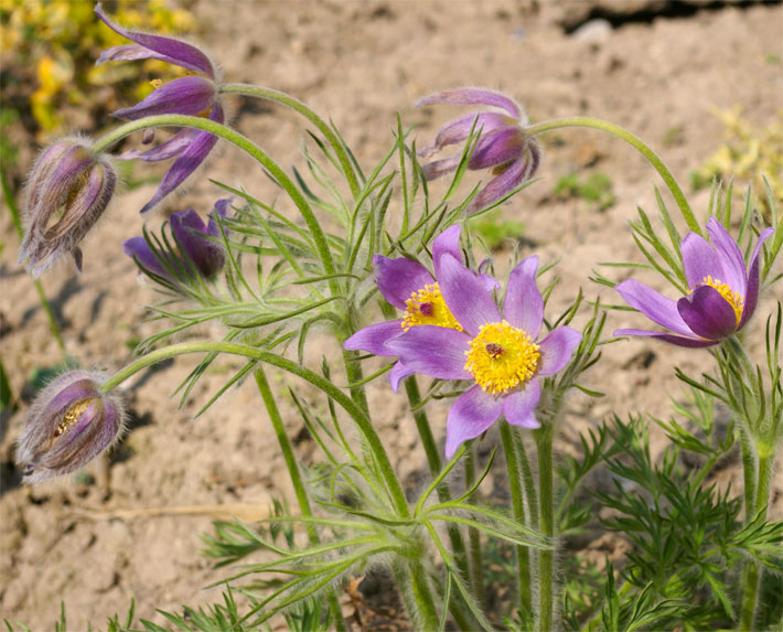 Violette Blüten von Gewöhnlichen Küchenschellen oder Kuhschellen, botanischer Name Pulsatilla vulgaris, am Wegesrand