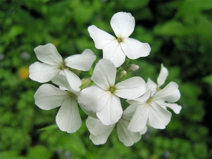 Weiße Tellerblüten einer Gewöhnlichen Nachtviole, botanischer Name Hesperis matronalis