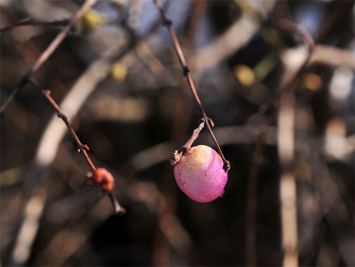 Blass-rosa farbene Frucht einer Gewöhnlichen Schneebeere, botanischer Name Symphoricarpos albus