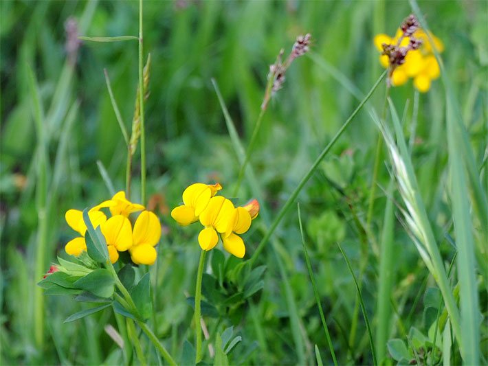 Gelbe Blüten von einem Gewöhnlichen Hornklee (Schotenklee), botanischer Name Lotus corniculatus, auf einer Wiese