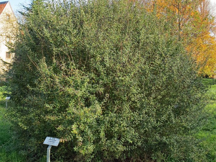 Mittelhoch gewachsener Gewöhnlicher Liguster, botanischer Name Ligustrum vulgare, mit kleinen Blättern in einem Garten im Herbst