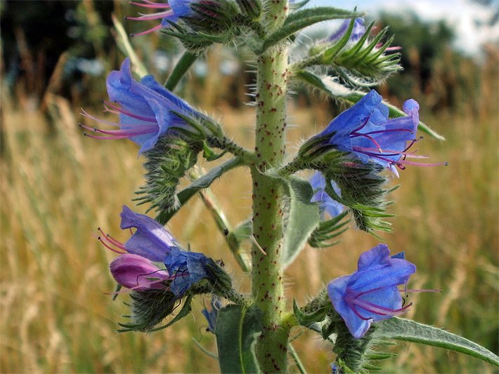 Rachenblüten mit blauvioletter Blüten-Farbe, aus denen der Griffel und die Staubblätter herausstehen, von einem Gewöhnlichen Natternkopf, botanischer Name Echium vulgare