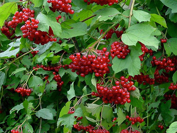 Rote Beeren-Früchte vom Gewöhnlichen Schneeball der Sorte Compactum, botanischer Name Viburnum opulus