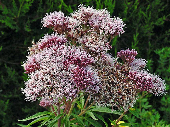 Gewöhnlicher Wasserdost, botanischer Name Eupatorium cannabinum, mit blass-lila Blüten