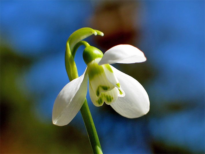 Glockenblüte mit weißer Blüten-Farbe von einem Gewöhnlichen Schneeglöckchen, botanischer Name Galanthus nivalis