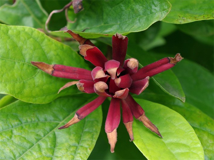 Echter Gewürzstrauch mit hellgrünen Blättern und dunkelroter, sternförmiger Blüte