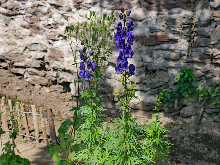 Lila-blau blühender Blauer Eisenhut, botanisch Aconitum napellus, die giftigste Blume in Europa, in einem Garten vor einer Steinmauer