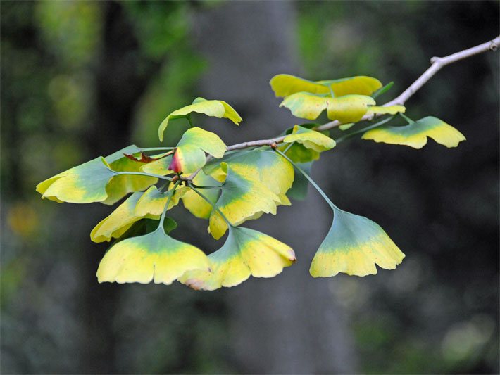 Gingko-Zweig mit gelb werdenden Blättern