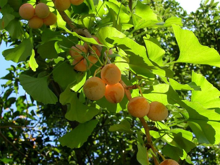 Blätter und gelb-orange Samen von einem Gingko-Baum, die den Mirabellen ähneln
