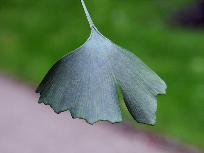 Fächerförmiges Gingko-Blatt mit Längsstreifen-Zeichnung in Grossaufnahme